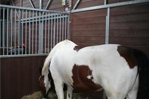 binnenboxen paardenstal